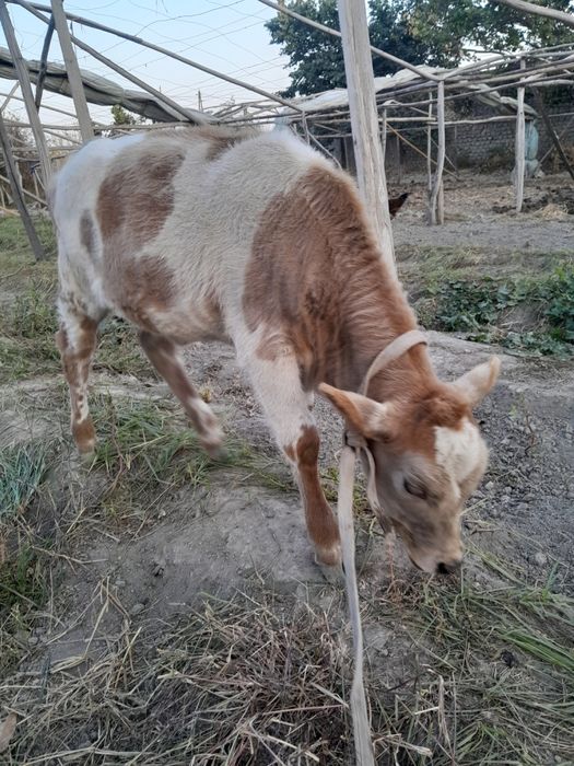 Семинтал парода гуножинча сотилади