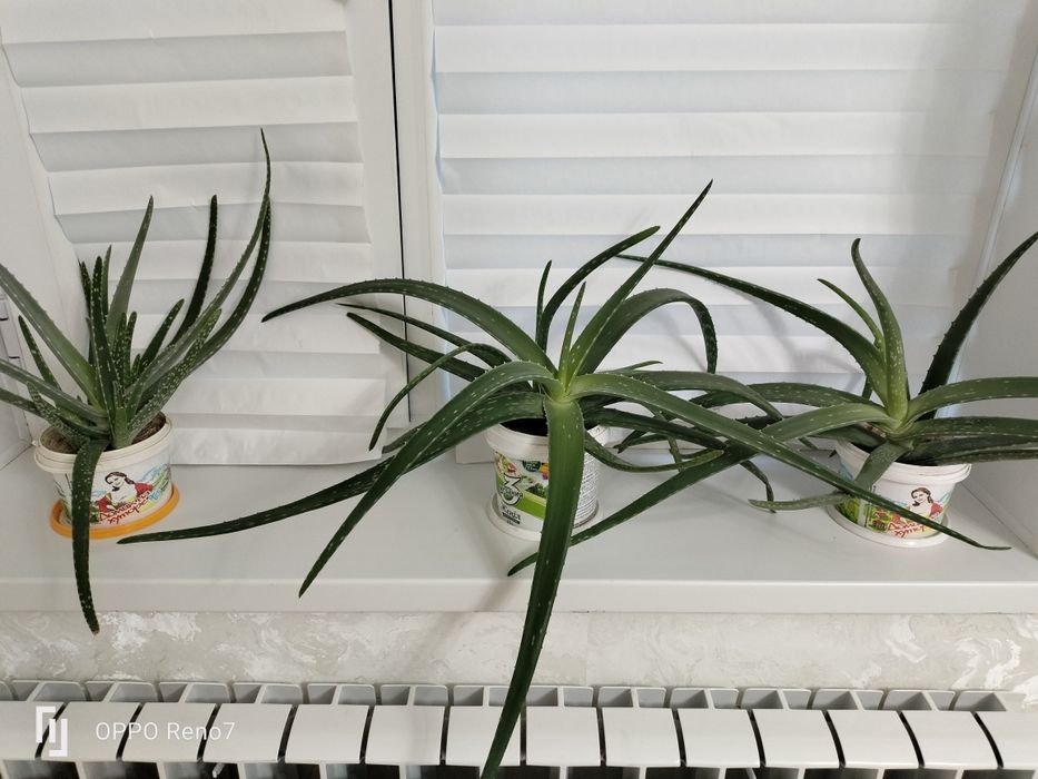 Продается лечебное алое