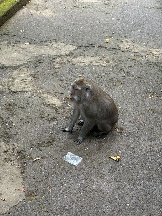African Monkey shipped legally