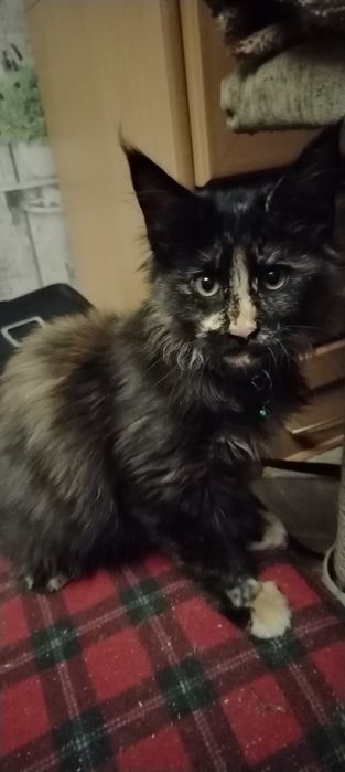 МЕЙН-КУны, 4 месяца, девочки