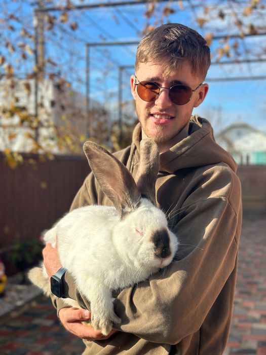 Iepure uriaș de Transilvania