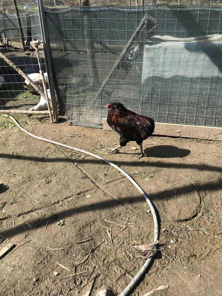 Disponibile pt incubat oua Araucana