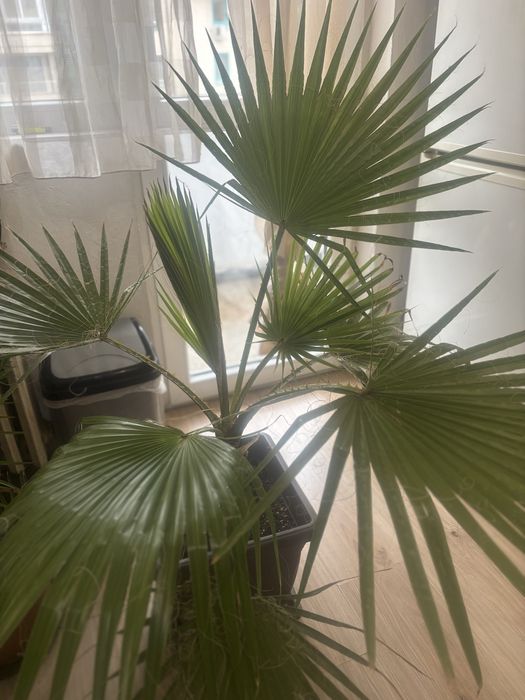 Палма Вашингтония