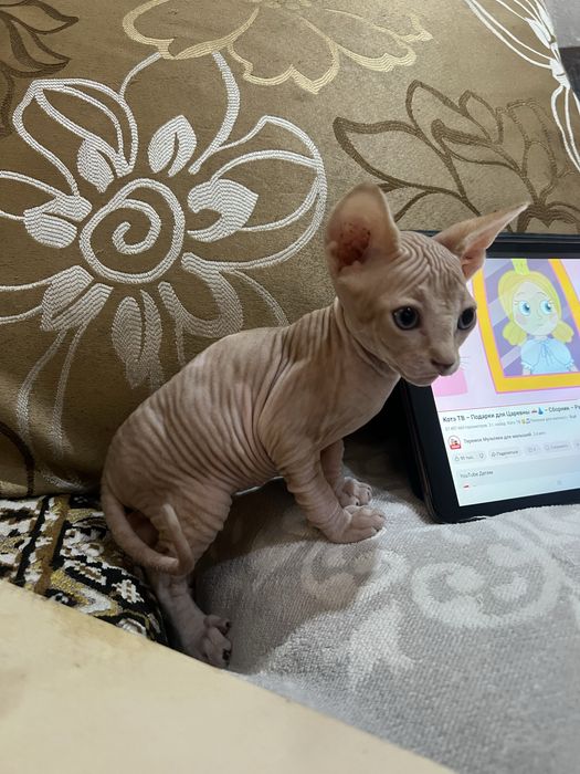 Продаюся котята (канадский сфинкс)