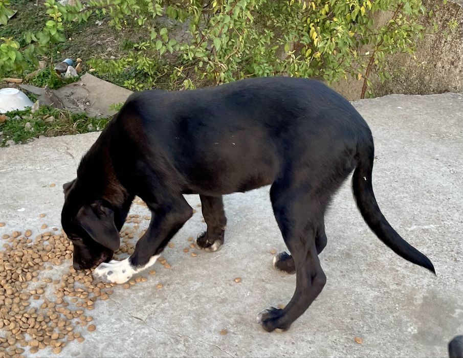 Pentru adoptie gartis catei superbi