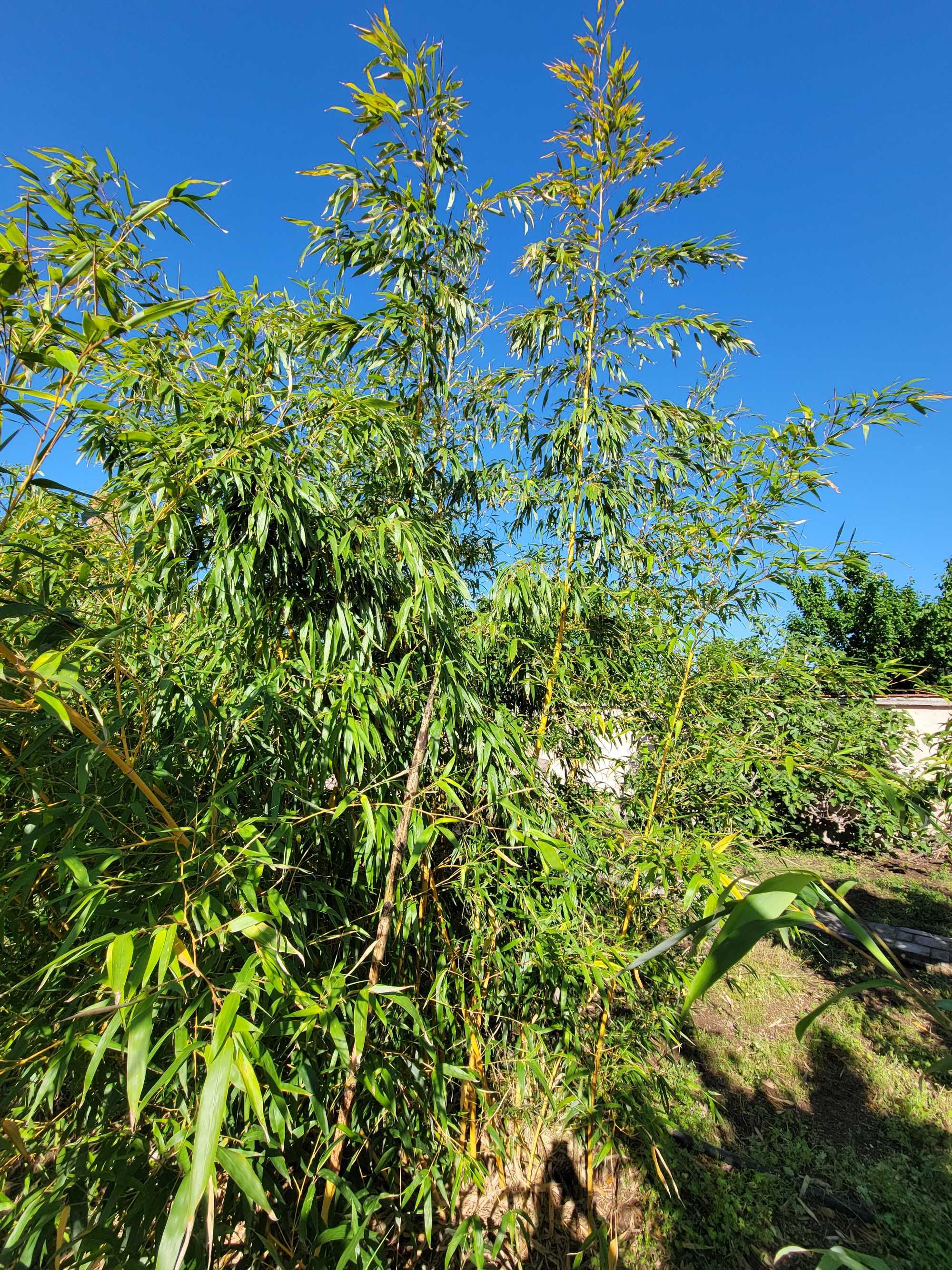 Бамбук растение с корен, студоустойчив!