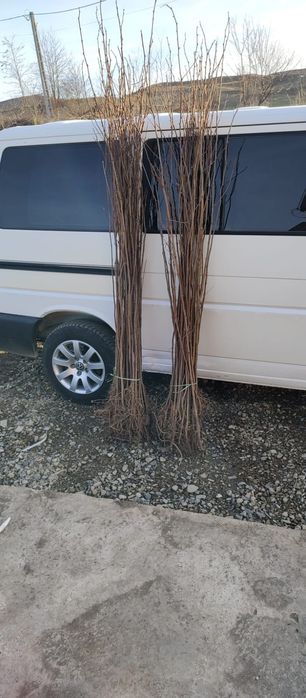 Puieți salcâm frasin tei fag carpen stejar mesteacăn plop brad molid