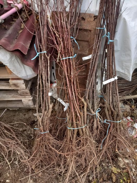 Pomi fructiferi altoiți