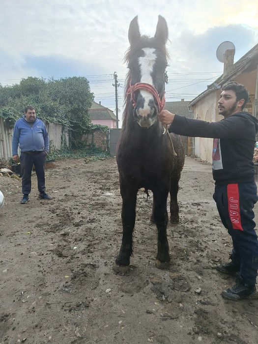 Vând manz de 11 luni sur negru