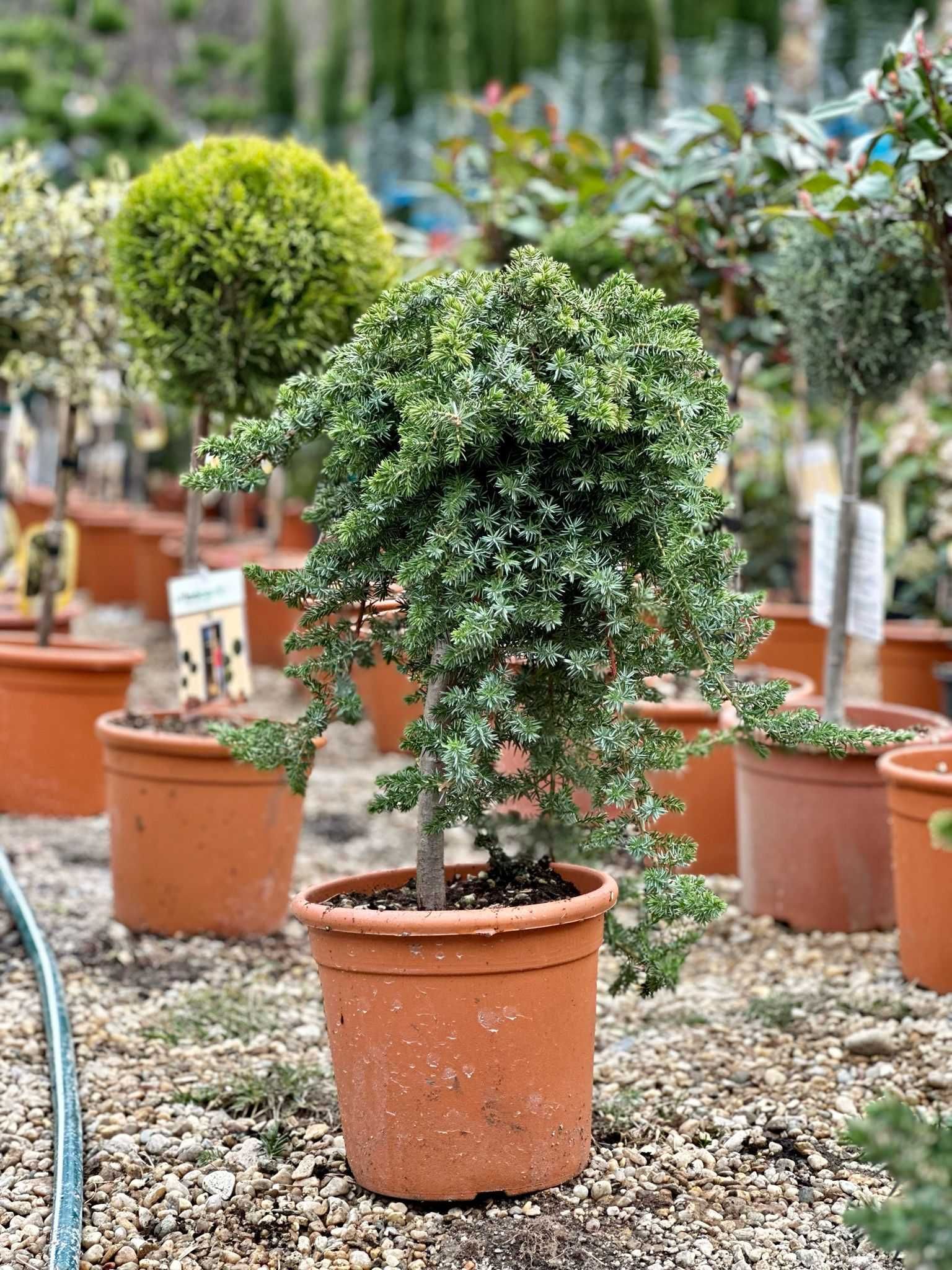 Gama variată de plante ornamentale, livrare în toată țara