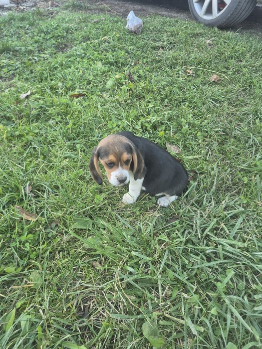 Cațelusă Beagle Tricolor