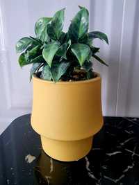 Planta verde decorativa ghiveci galben inaltime 19,5cm

20 lei fiecare