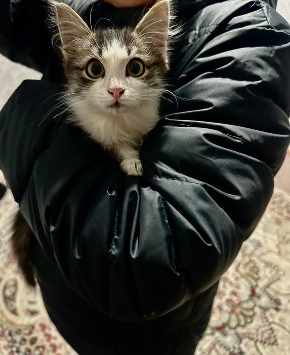 Отдам котенка, девочка возраст около 2-3 месяцев.