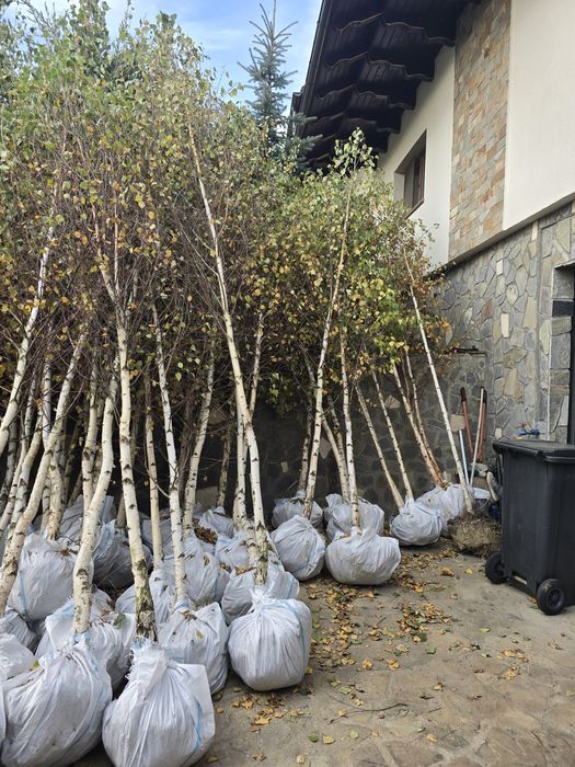 Arbori ornamentali