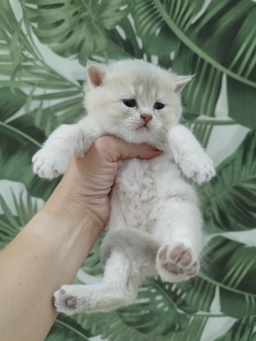 Котята золотая шиншилла