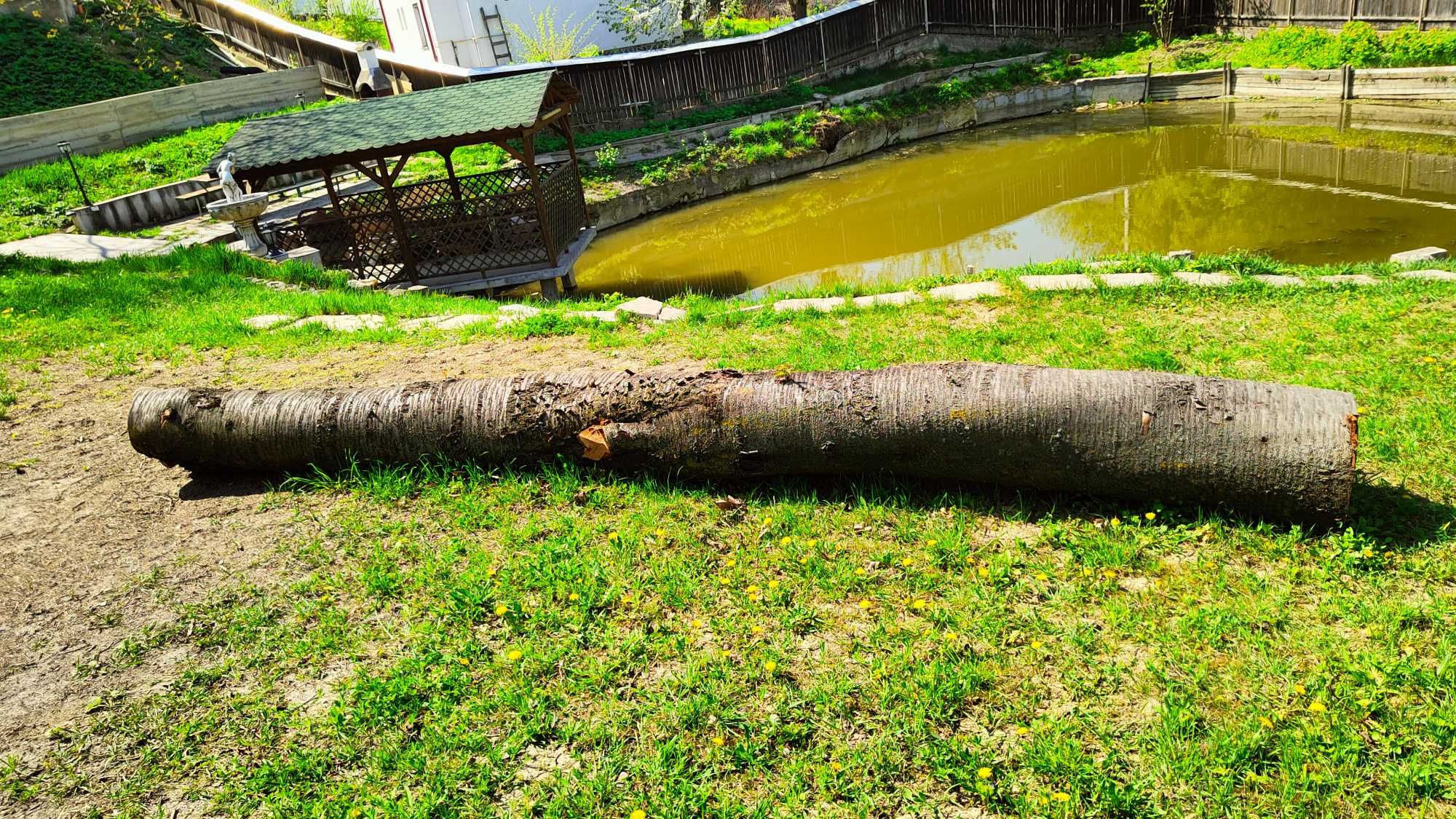 Trunchi bustean lemn cires salbatic lungime 5m pt. cherestea