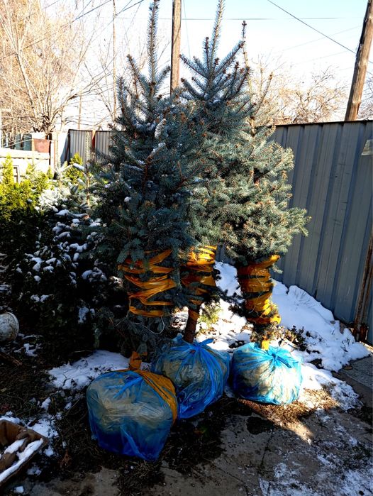 Ели туи разных сортов