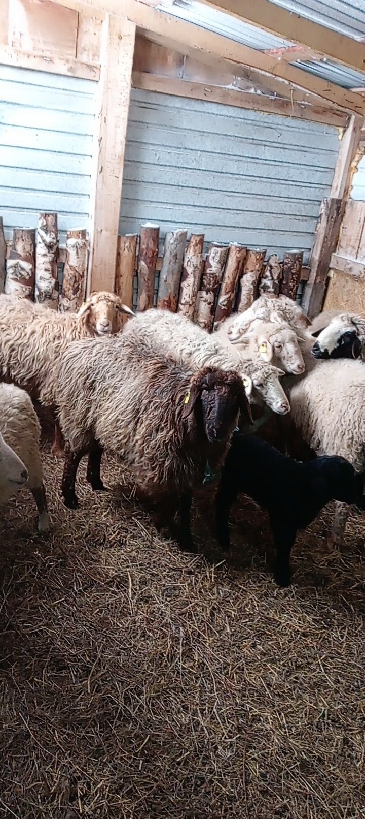 Продам баран овцаматки оптом срочно