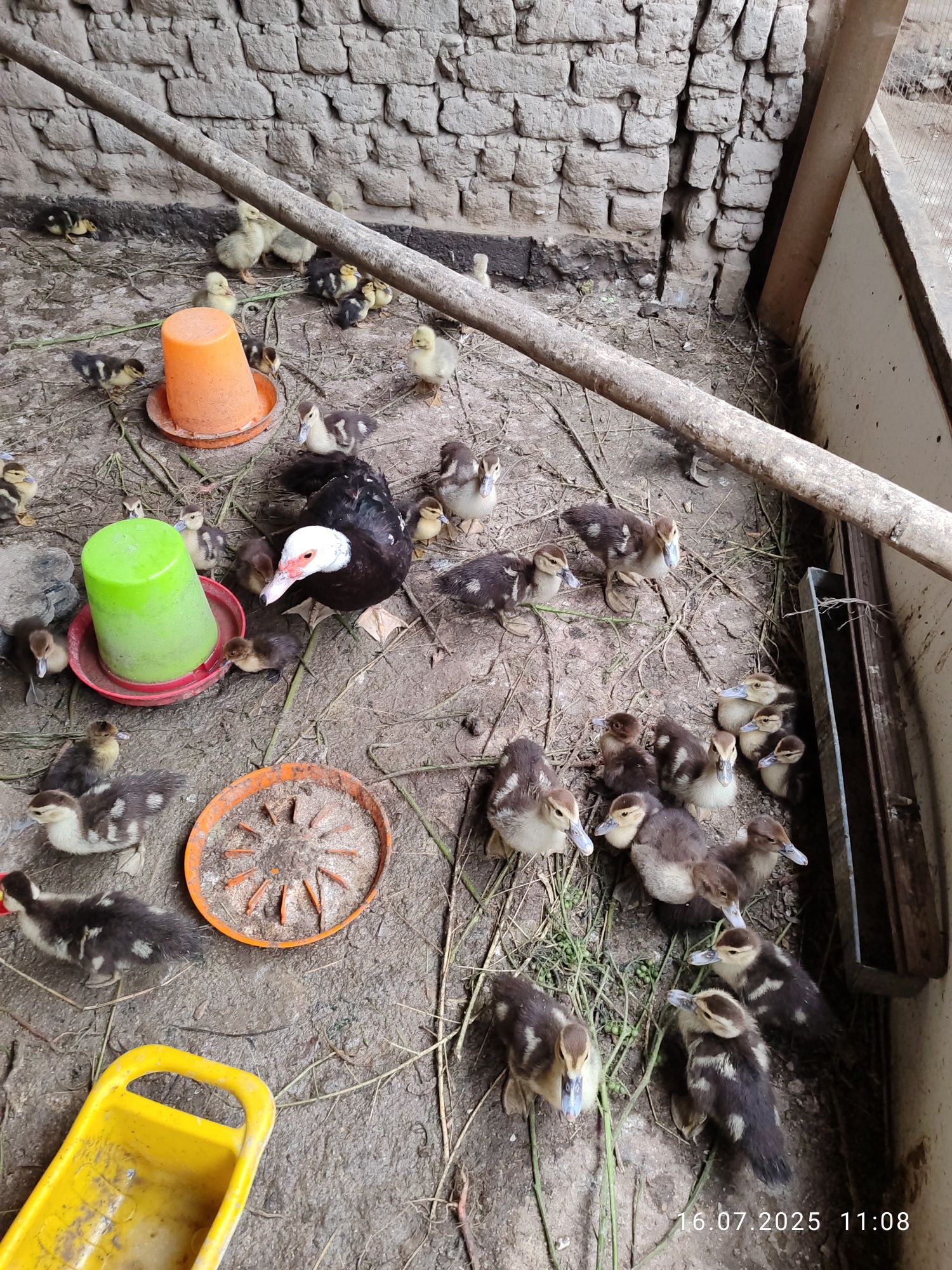 39 ta ordak jojasi 7 goz jojasi va bir ona ordak sotiladi