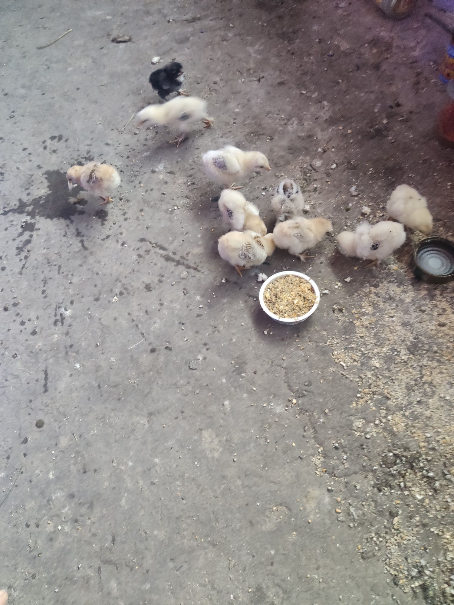 Vând 13 pui de găină cu vârsta de 12 zile