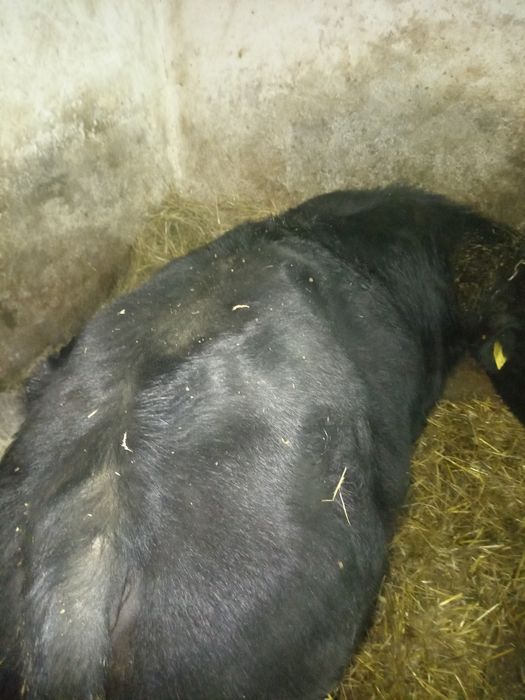 Vând doi viței, angus și bălțat !