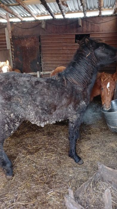 Жеребенок  девочка