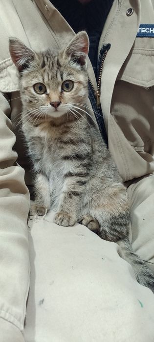Отдам котят маленьких