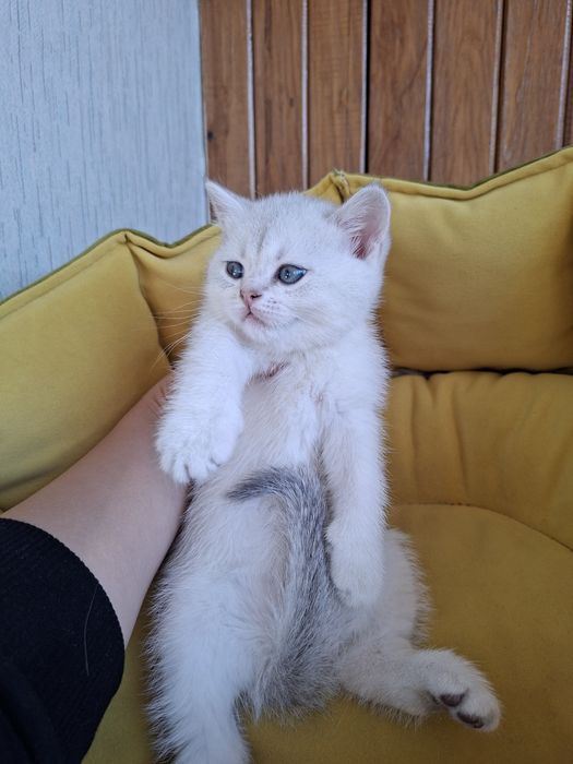 Серебристый шиншилла