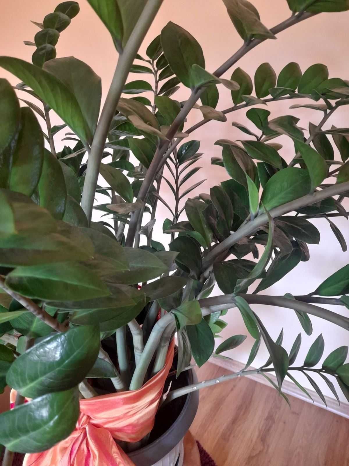 Продавам Доларово дьрво [zamioculcas]