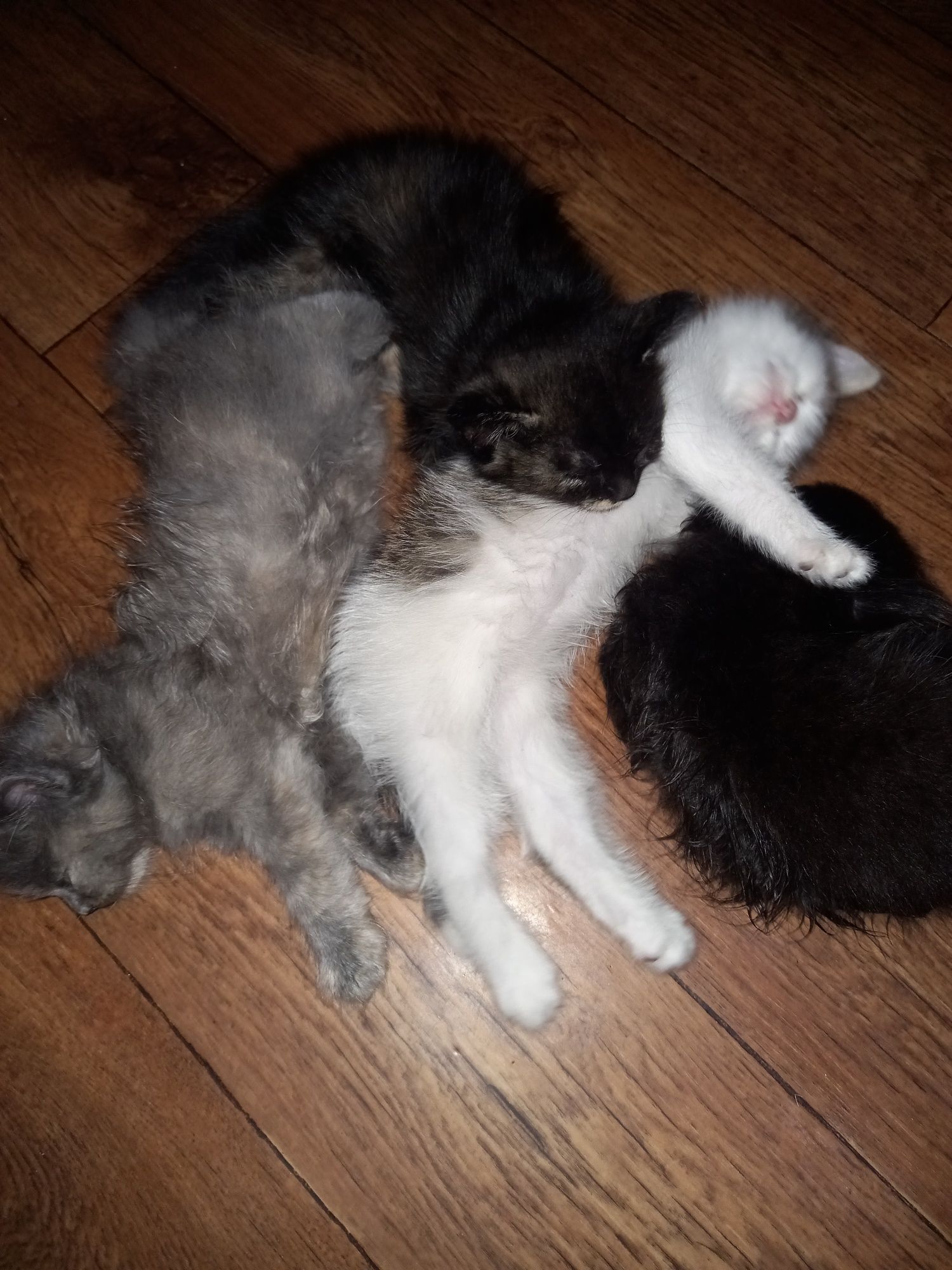 Отдам котят в добрые руки