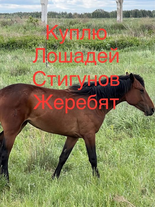 Лошади с откорма!Костанай!