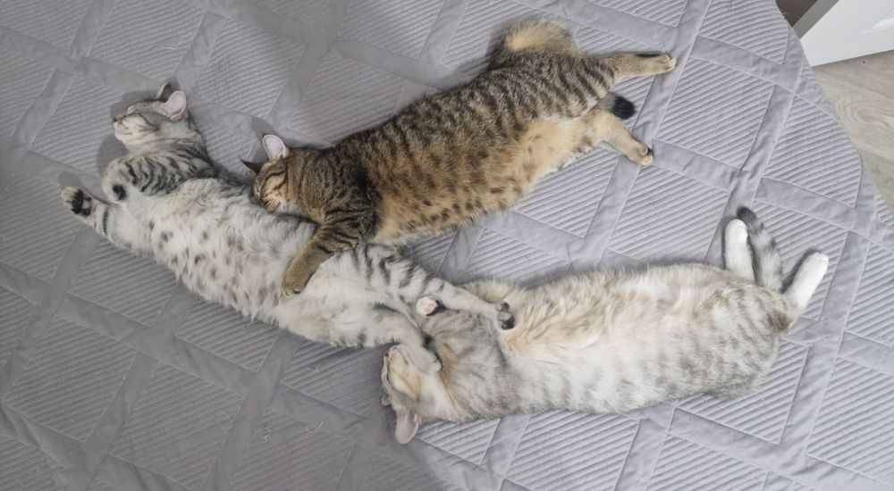 Продам британских котят