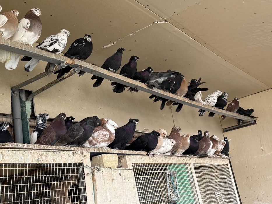 Kaptarla sotiladi kabutar, голубь голуби kaptar