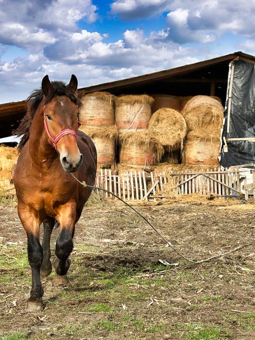 Vand manz de un an jumate