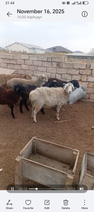 Тоқты және қойлар сатылады