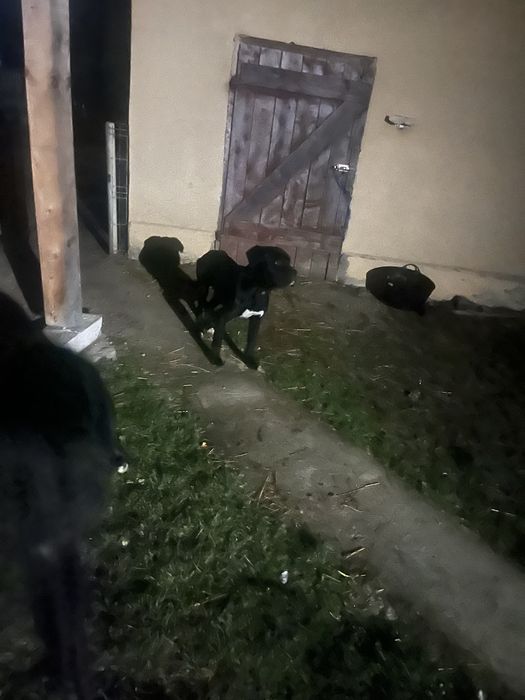 Dau spre adopție caine