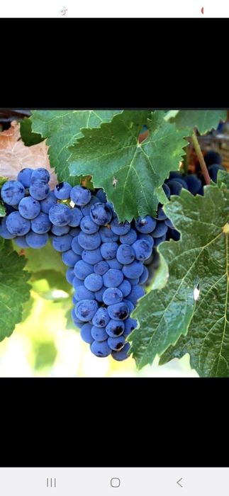 Producător vănd struguri de vin alb și negru