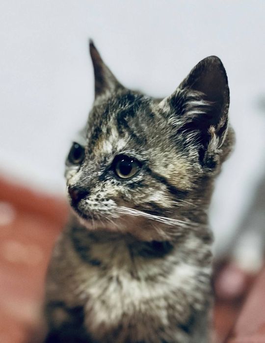 Mushukcha bepul beriladi