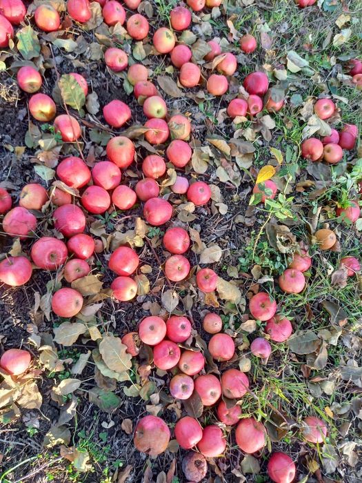 Vand mere pentru suc