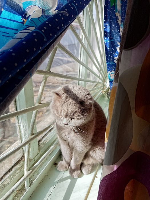 Кошечка в добрые руки