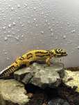 Gecko   leopard.
