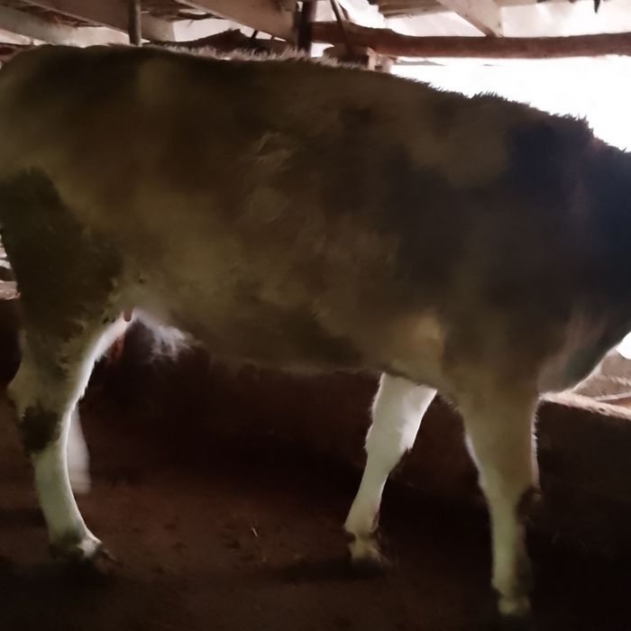 Shved sigirlar 32 mln