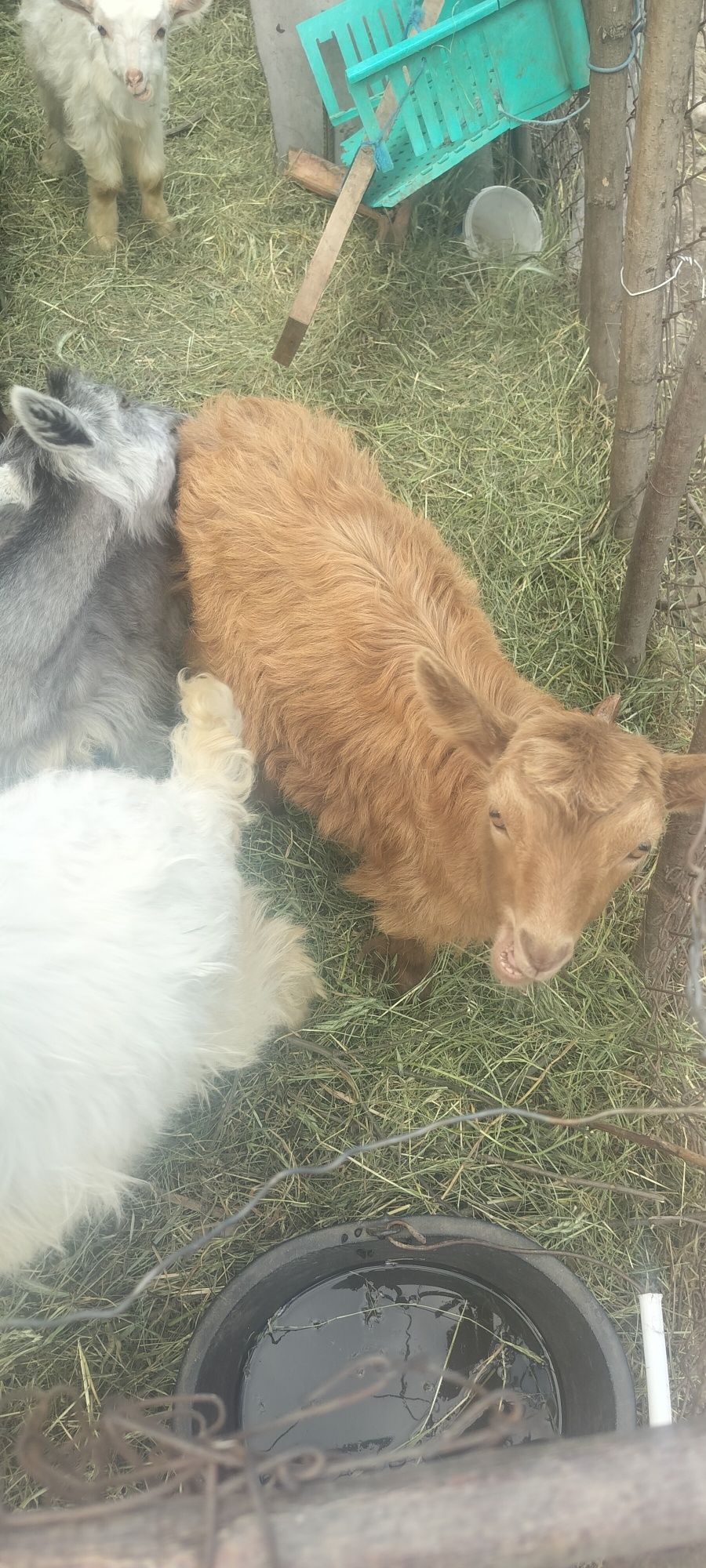 Iezi sănătoși greutate intre 10-20 kg