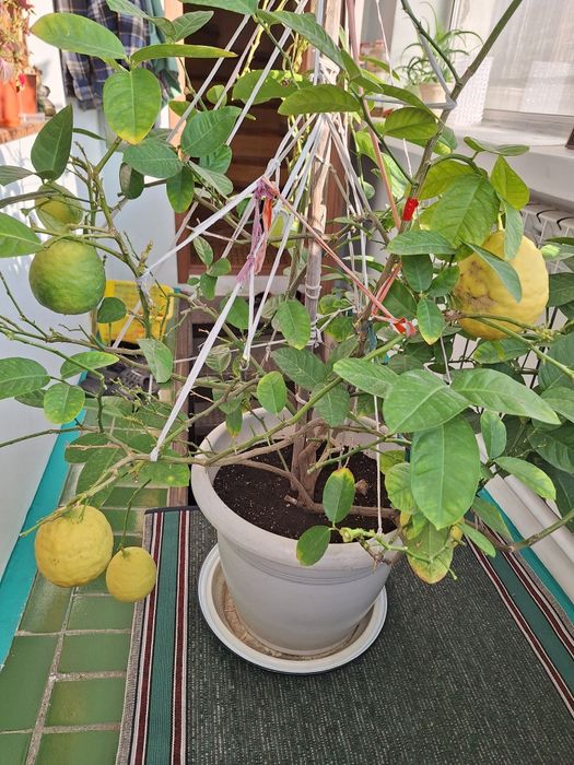 Продам лимоннн нн