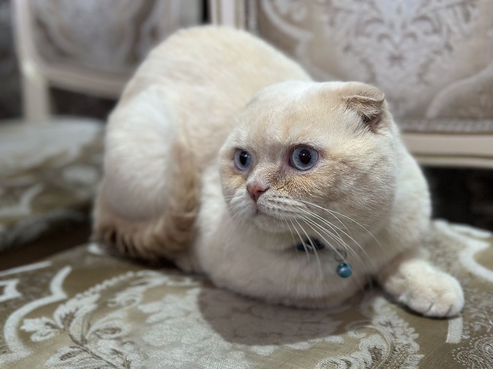 Шотландский кот приглашает на вязку