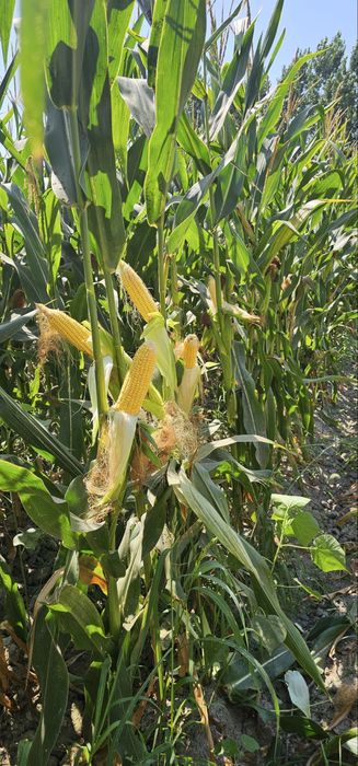 Makka sotiladi silosga orib beriladi 20 gegtar bor
