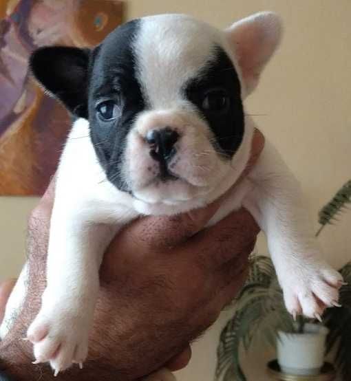 Френски булдог/малки кученца