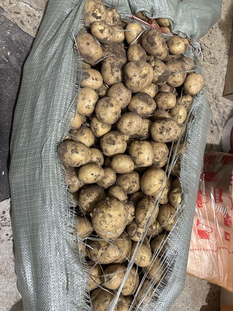 Картошка доставка оптом