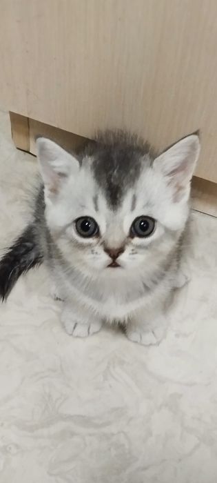 Продам шотландцев