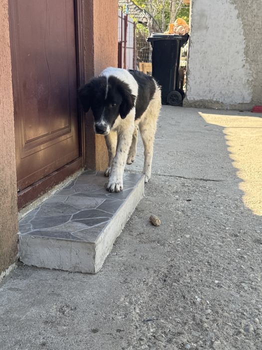 Femela Ciobanesc de Bucovina